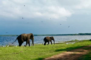 Sri Lanka wild life safari